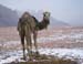 snow-camels-2